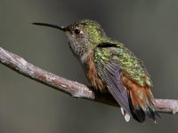 Hummer10.jpg