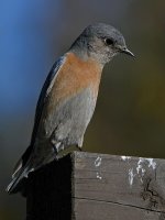 Bluebird5.jpg