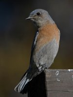 Bluebird7.jpg