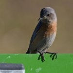 Bluebird9.jpg