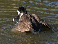 Goose.jpg