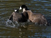 Goose6.jpg