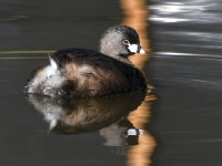 Grebe.jpg