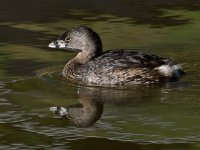 Grebe3.jpg
