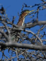 GreenHeron.jpg