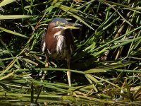 GreenHeron3.jpg