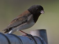Junco2.jpg