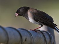 Junco3.jpg