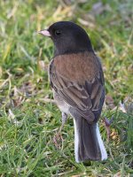 Junco5.jpg