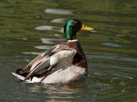 Mallard.jpg