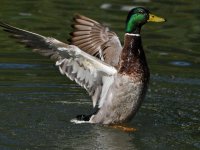 Mallard3.jpg