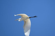 Z50_0204R_01_Sh_cr_sm.jpg
