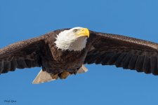 BaldyFlyBy-124.jpg