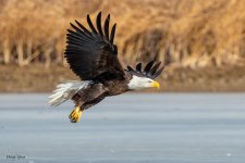 EagleFlight-125.jpg