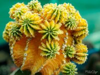 orange-cactus-1.jpg