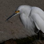 Egret6.jpg