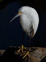Egret7.jpg