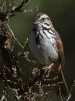 Sparrow.jpg