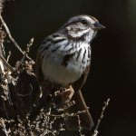 Sparrow2.jpg