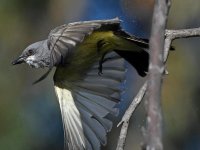 Kingbird3.jpg