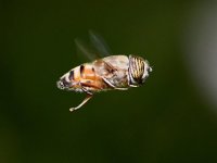 Hoverfly.jpg