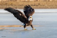 EagleSkating-125.jpg