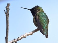Hummer.jpg