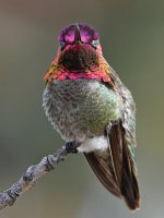 Hummer19.jpg