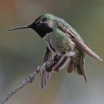 Hummer25.jpg