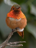 Hummer39.jpg