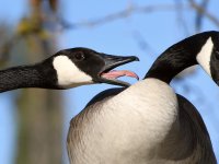 Goose5_2022_02_14.jpg