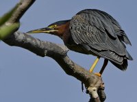 GreenHeron3.jpg