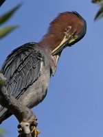 GreenHeron6.jpg