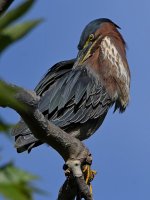 GreenHeron8.jpg