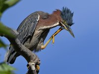GreenHeron12.jpg