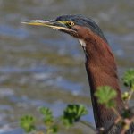 GreenHeron15.jpg