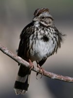 Sparrow9.jpg