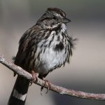 Sparrow8.jpg
