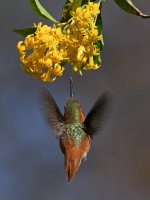 Hummer3.jpg