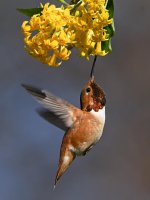 Hummer5.jpg