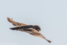 RD5_8804-Short Eared Owl.jpg