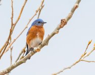 EasternBluebird-125.jpg