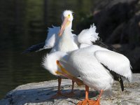 Pelican3.jpg
