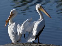 Pelican7.jpg