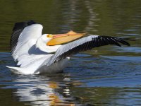 Pelican27.jpg