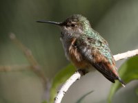 Hummer2.jpg