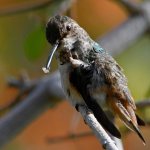 Hummer13.jpg