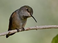 Hummer24.jpg