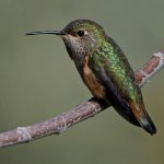 Hummer30.jpg