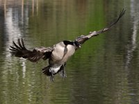 Goose.jpg